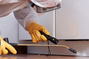 Messie Schädlingsbekämpfung Reutlingen